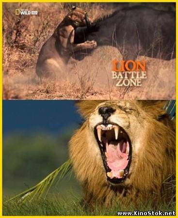 Война львов / Lion Battle Zone