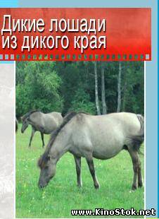 Дикая планета: Дикие лошади из дикого края / Wild planet: Wild Horses of the Wild Country
